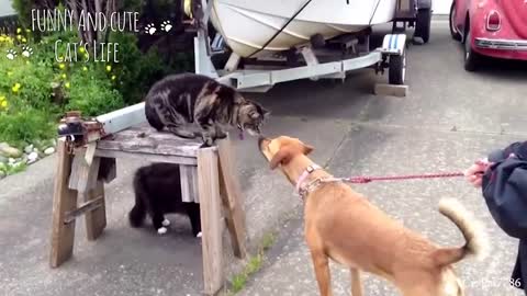 Angry Cat vs Dog , Who will win ? Don't mess with Cat
