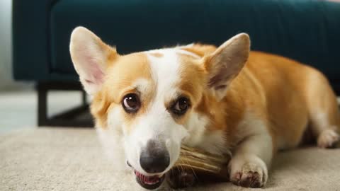 Corgi gnawing bone on floor close-up. Little dog lying and biting his toy