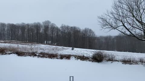 Winter Weather Snow Storm Relaxing Outside Nature Natural Video (01-26-2021)