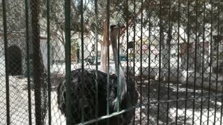 African Ostrich Reactions Towards Zoo Visitors