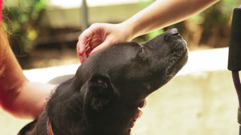 Slow Motion Footage Of A Person Showing Love To A Dog. Showing love to a dog.