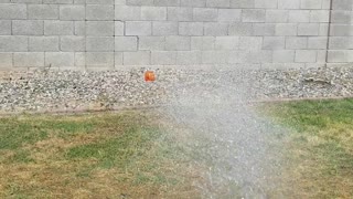 Boxer Tries to Bite Water Coming from Hose
