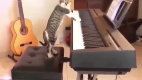 Cat Playing Piano, Cute cats funny video