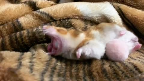 Have You Ever Seen Yawning Hamster?