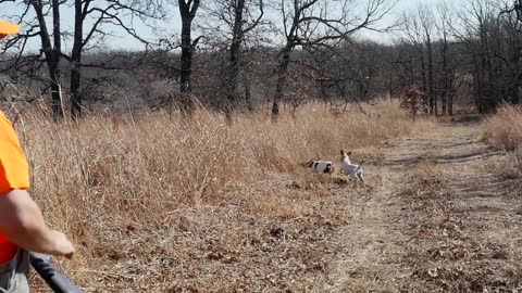 Big Dog Wingshooting