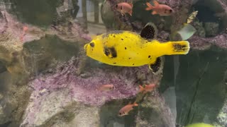 Yellowbelly Dogface Puffer