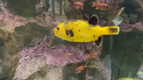 Yellowbelly Dogface Puffer