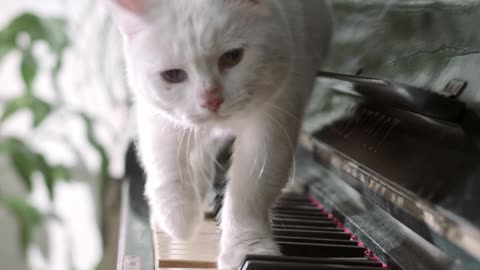 A Cat Walking Over The Piano Keyboard