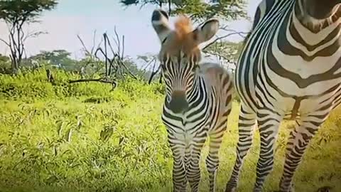 Corral of zebra जेब्रा