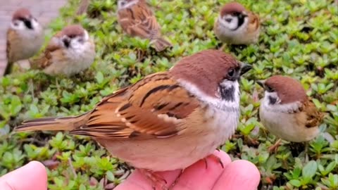 A grateful sparrow