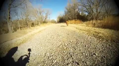 Dog Meets Her Mom For The First Time Since She Was A Puppy