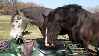 Curious Horses chewing on ATV