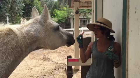 Smooth horse knows how to sweet talk for carrots