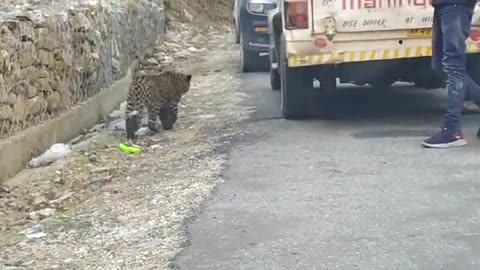 Leopard became human friend.