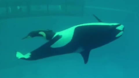 A rare and amazing sight - the birth of a killer whale calf.