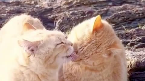 Cat video funny video