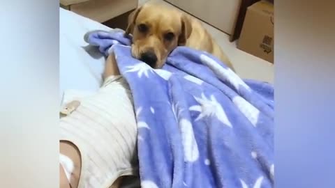 Adorable Labrador Dog Caring For Newborn Baby