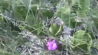 Salsa da praia, lindas flores roxas na areia, com vista para o mar [Nature & Animals]