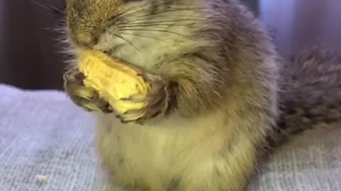 Squirrel snacks on peanut in epic slow motion