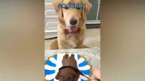 Super funny dog video, funny dogs,Best funny dog,