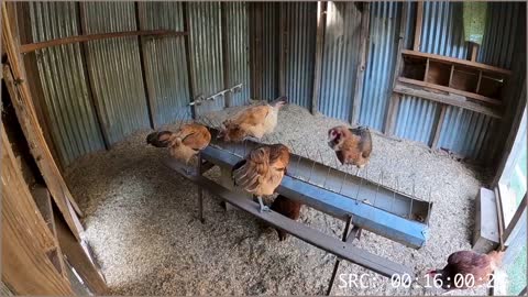 As The Crop Turns: S1E2 Chicken Series: chicken, hen, girls, puppies, DIY, farm, bird, off grid