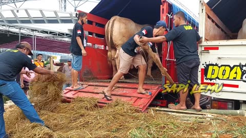 WISANGGENI EXTRIM CLASS COW GETS OFF THE MGI JEMBER CONTEST TRUCK