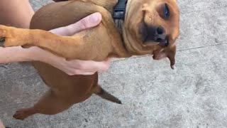 Super spoiled pup gets held by owner in hilarious fashion