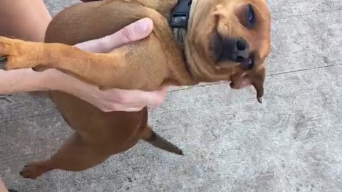 Super spoiled pup gets held by owner in hilarious fashion