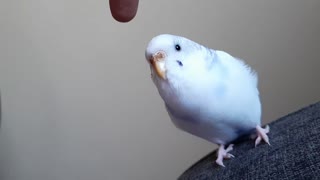 Bird pet
