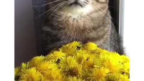 Hilarious Cat Viral Videos | Ultimate Cat Compilation 2022