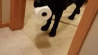 Black dog walks out of bathroom with toilet paper in mouth