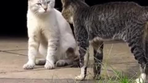 Two real cat fight videos 2022