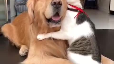 Dog hug with cat