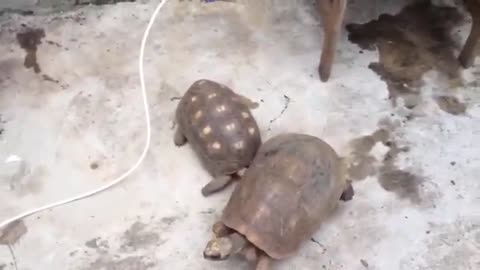 Two big turtles.