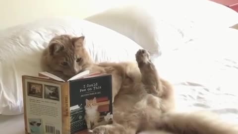 Cat That Reads Burnout Is Real. Here’s How to Avoid It