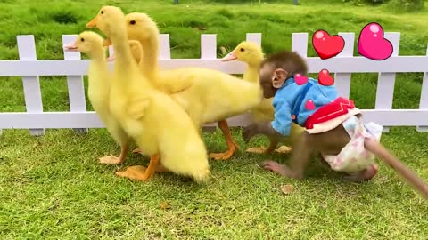 Monkey Baby Bon Bon eats mini eggs and swims with puppy_ So cute ducklings_ koi fish_ goldfish