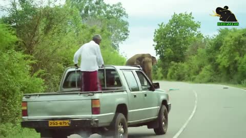 The fiercest elephant 🐘in the forest comes on the road and attack bus
