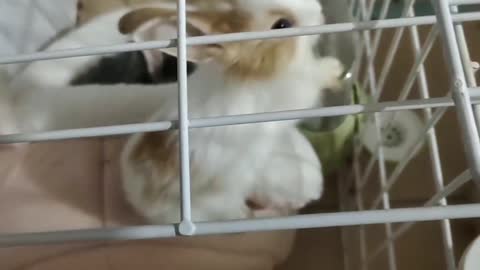 Bunny trying to escape from prison