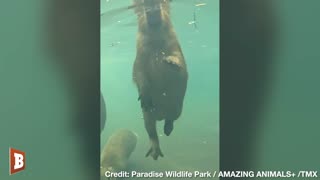 AWW! Baby Capybaras Take Swimming Lessons at U.K. Zoo