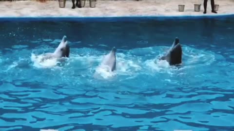 Dolphins Dancing in perfect Synchronicity