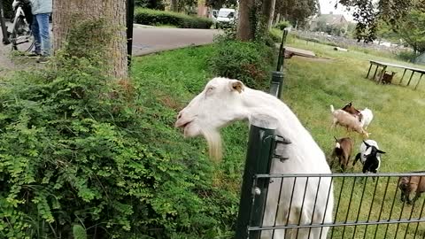 Funny goat eating