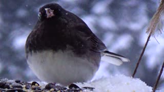 Dark-eyed junco