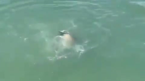 sea ​​lion does different fishing that scares tourists