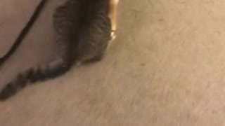 French Bulldog takes cat for a walk