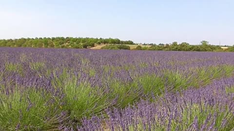 Lavender flower field in Valensolle, France, travel in France, flower field beauty