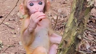 What a cute baby monkey?