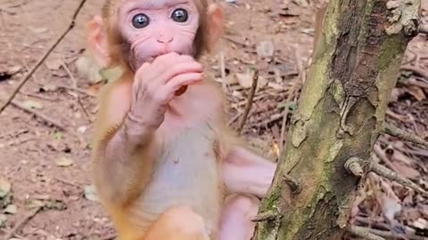 What a cute baby monkey?