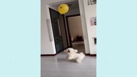 Cute dog videos ♥️♥️