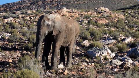 elephant Nice video