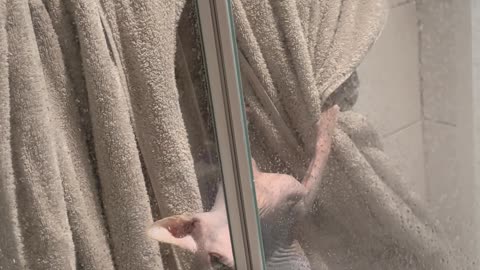 Sphinx Cat Shower Parkour